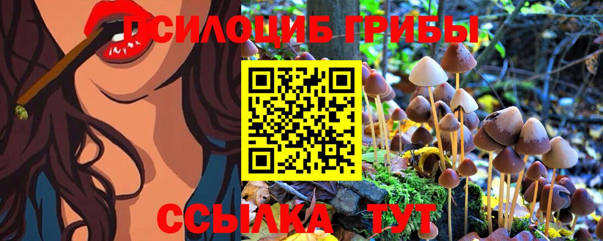 Псилоцибиновые грибы GOLDEN TEACHER Сокол